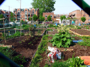 Urban farming Rotterdam
