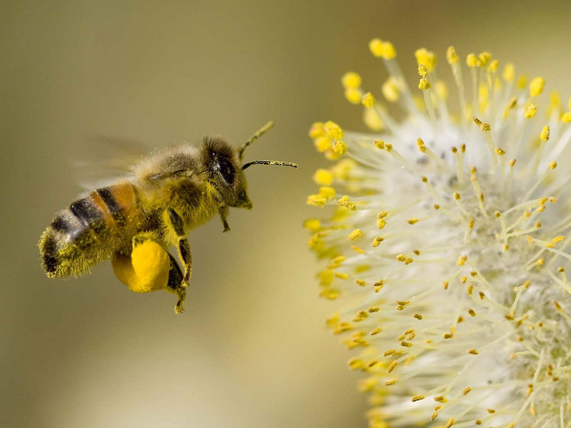 Geología Padre fage Economía Porqué son tan importantes las abejas en la vida del ser humano?