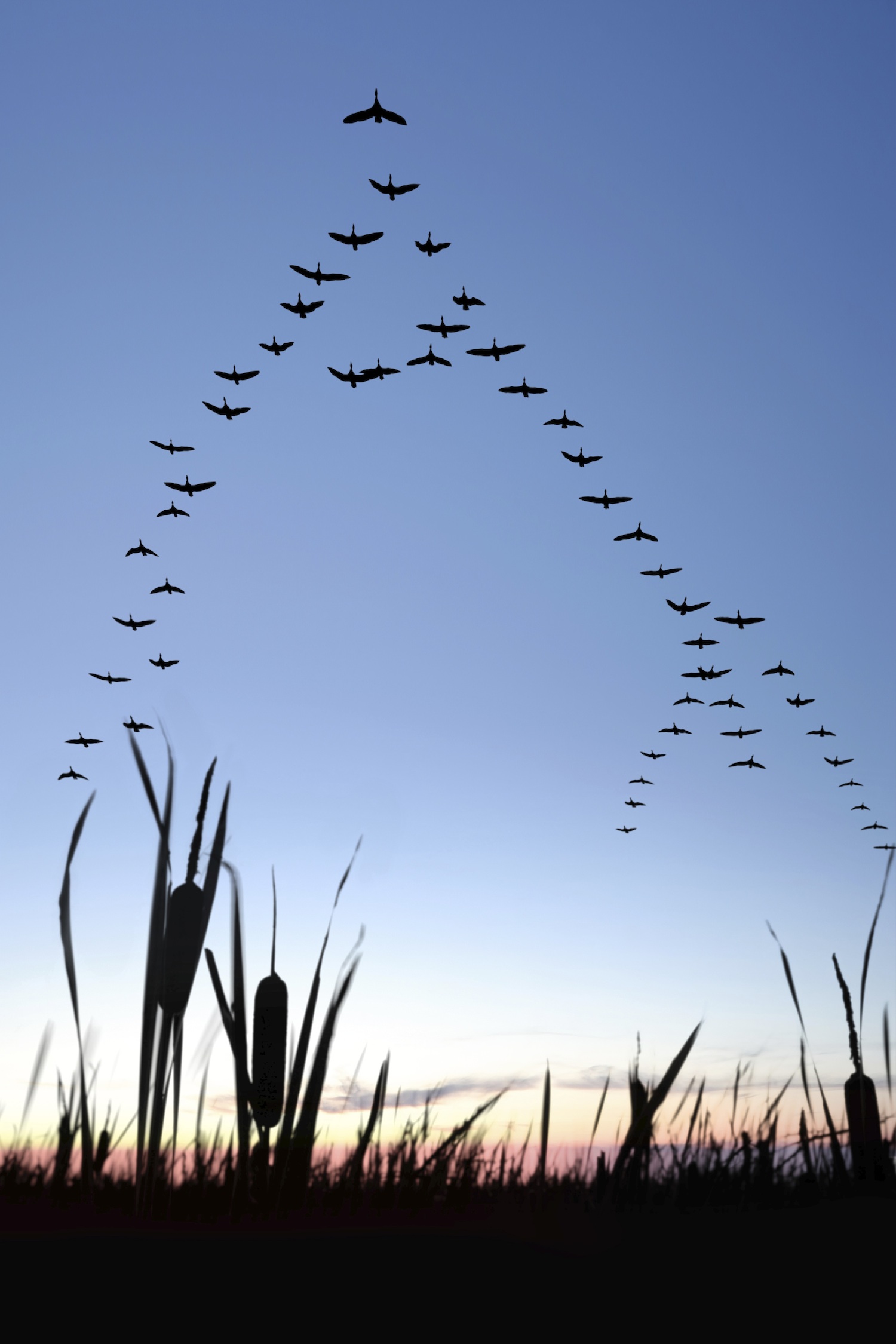 EL VUELO DE LOS GANSOS Geese