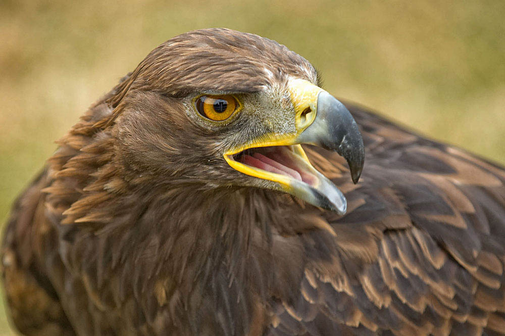 Lecciones de la naturaleza III: la decisión del águila