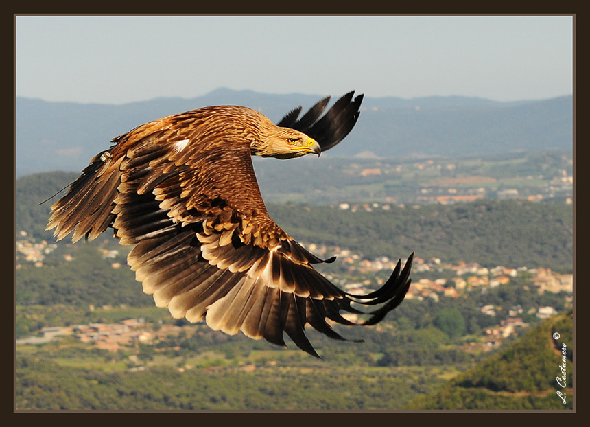 Lecciones de la naturaleza III: la decisión del águila