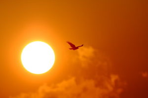 volar