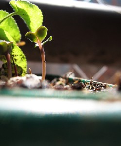 Brotes para un futuro más verde