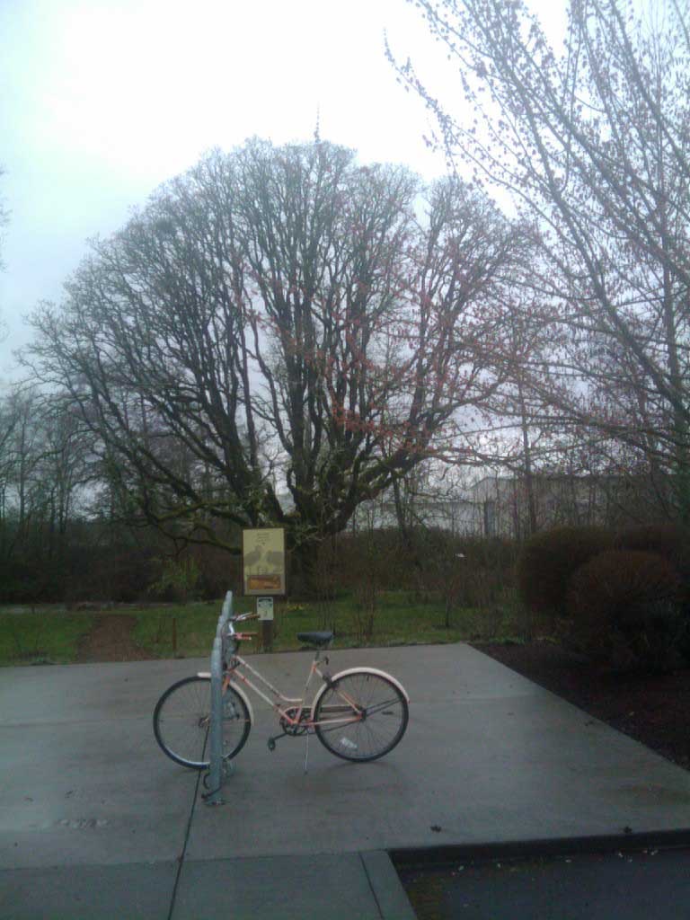 Bici