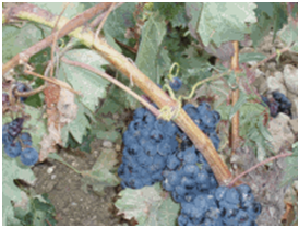 uvas