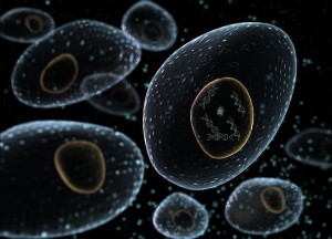 celula2