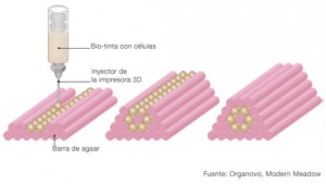 impresion3DCelulasMadre