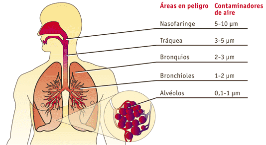 sistemarespiratirio