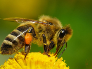bee